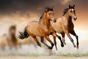Horse Wallpaper