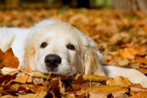 Sfondi Cani