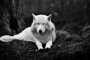 Wolf Wallpaper 1920x1080