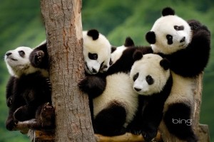 Sfondi Panda