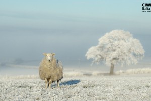 Sfondi Gennaio