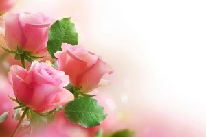Flowers Wallpaper