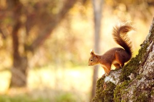 Animal Wallpaper