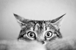 Sfondi Gatti